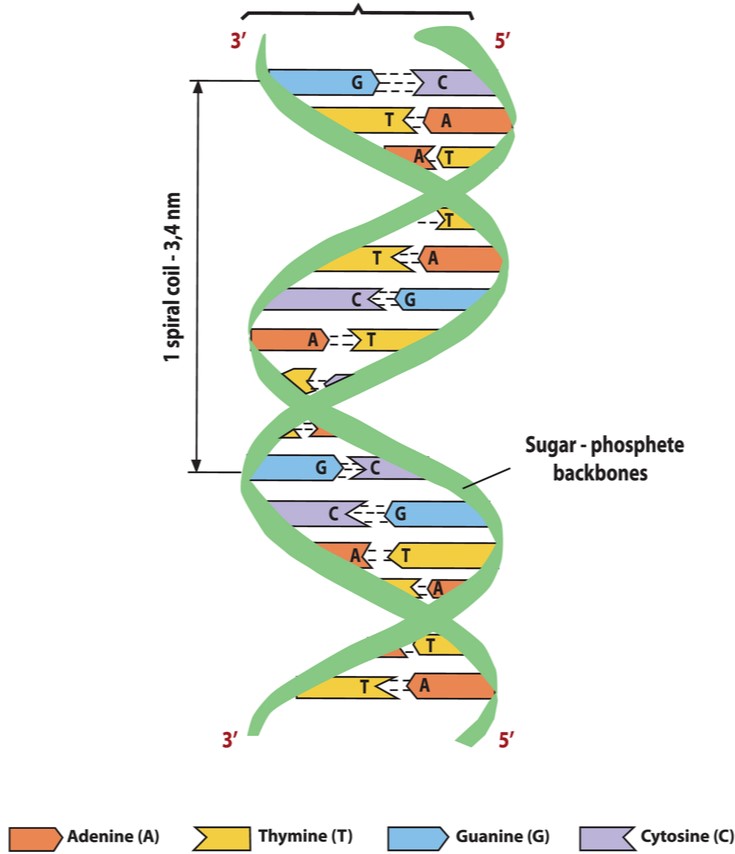 Structure and composition of DNA molecule — lesson. Science State Board ...