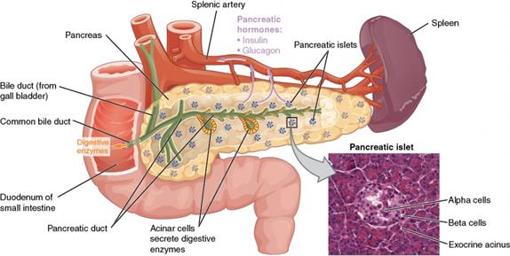 1820_The_Pancreas.jpg