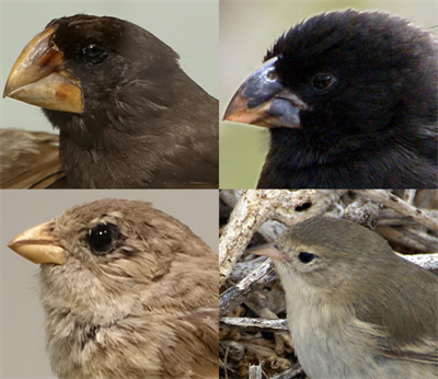 Darwin's_finches.png
