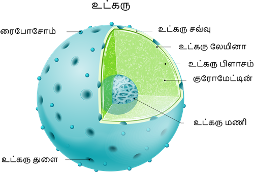 YCIND20220804_4064_Cell Biology_06.png