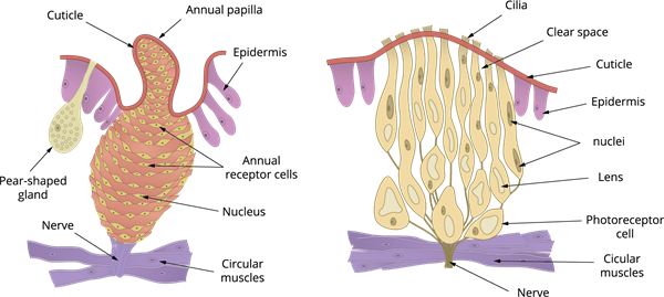 leech external anatomy