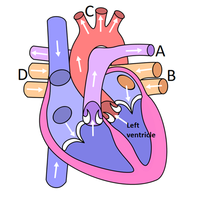 600px-Diagram_of_the_human_heart_(clean).svg.png