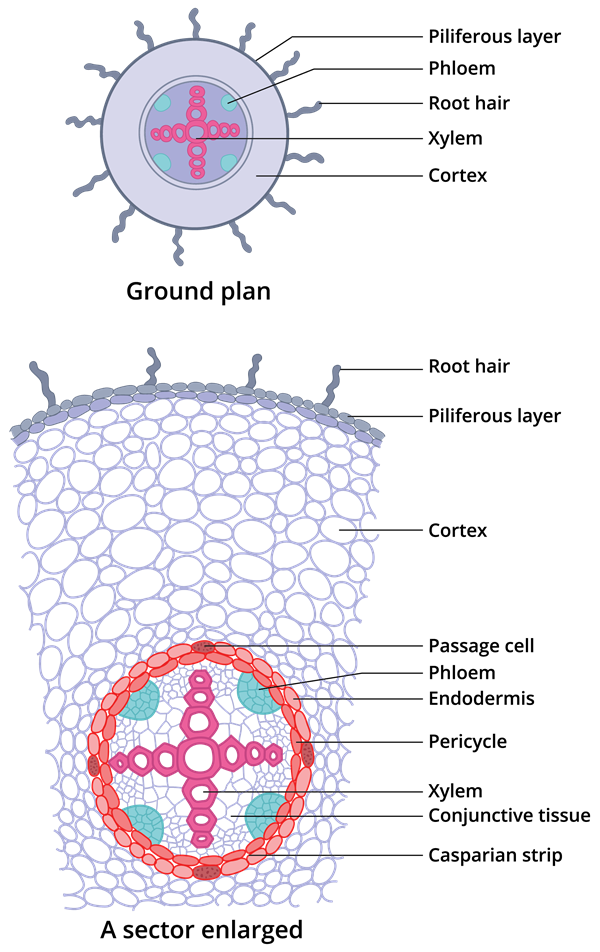 Internal structure of dicot root (Bean) — lesson. Science State Board ...