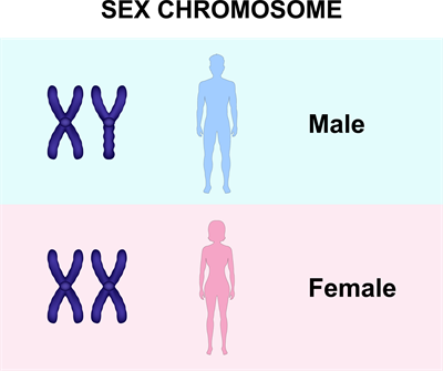 sex chromosomeAsset 1.png