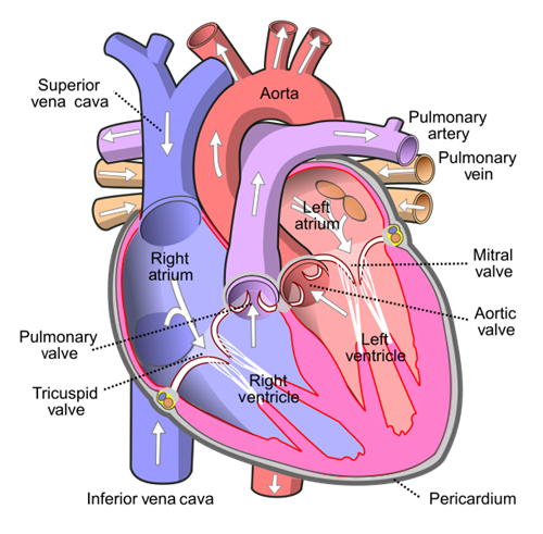 611px-Diagram_of_the_human_heart_(cropped).svg.png