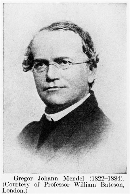 Gregor Johann Mendel - Father of genetics — lesson. Science CBSE, Class 10.