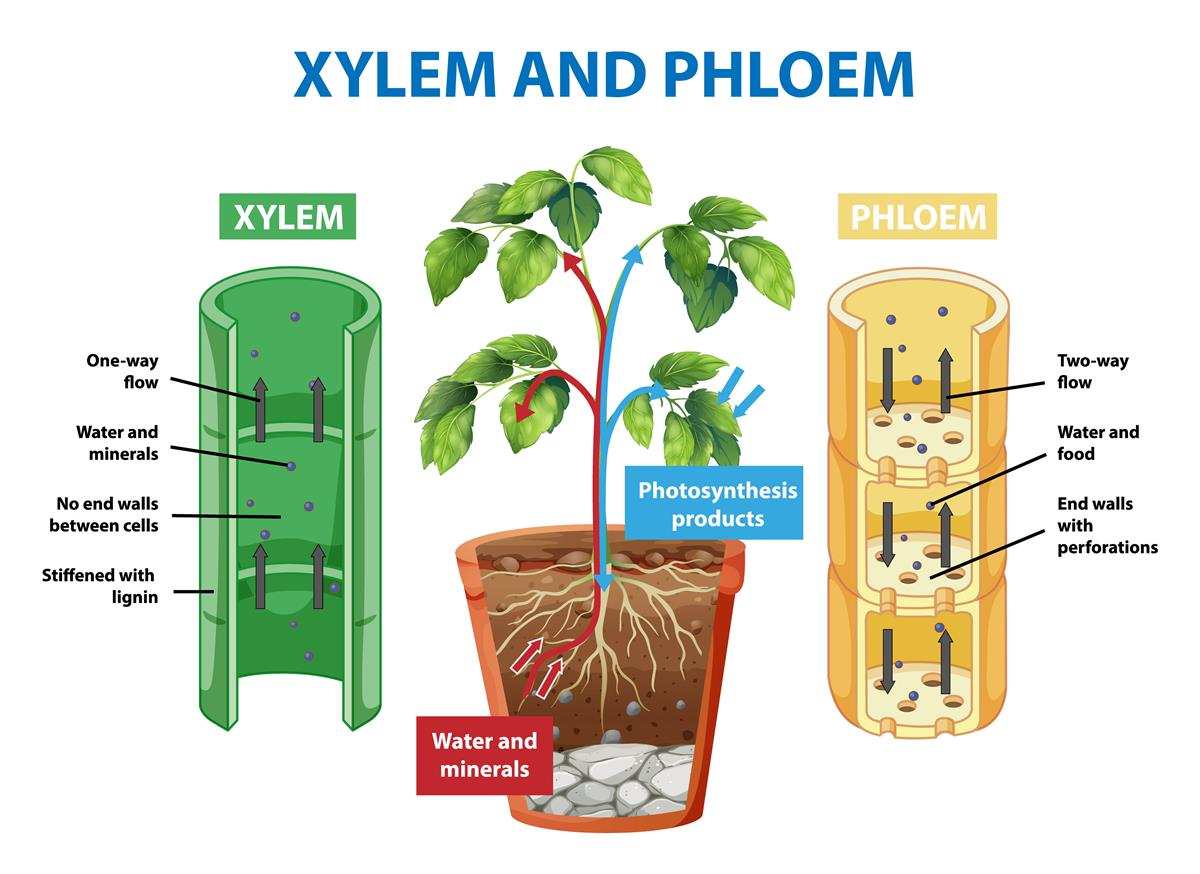 An introduction to transportation in plants — lesson. Science State ...