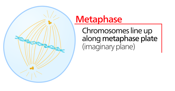 1200px-Metaphase.svg.png