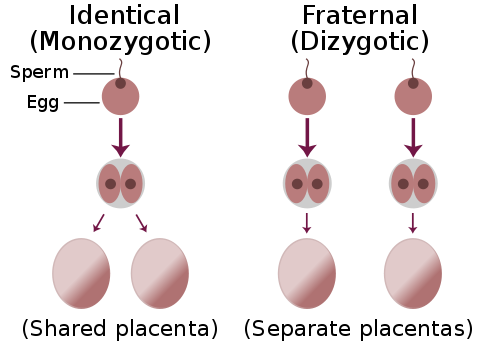 500px-Identical-fraternal-sperm-egg.svg.png