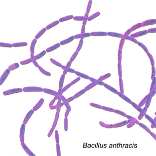 Bacillus_Anthracis.png