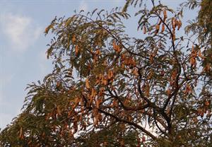 tamarind-tree.jpg