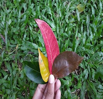 Leaves_of_different_colours-w467.jpg