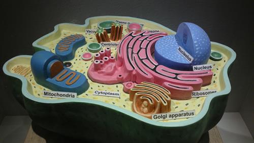 Structure_of_animal_cell.JPG