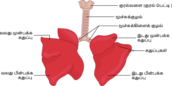 YCIND_220930_4452_Rabbit_Lungs_2_03.png