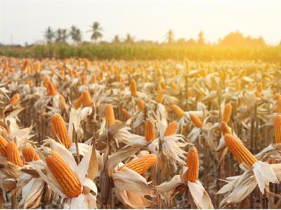 Maize field in North America - Yaclass.jpg