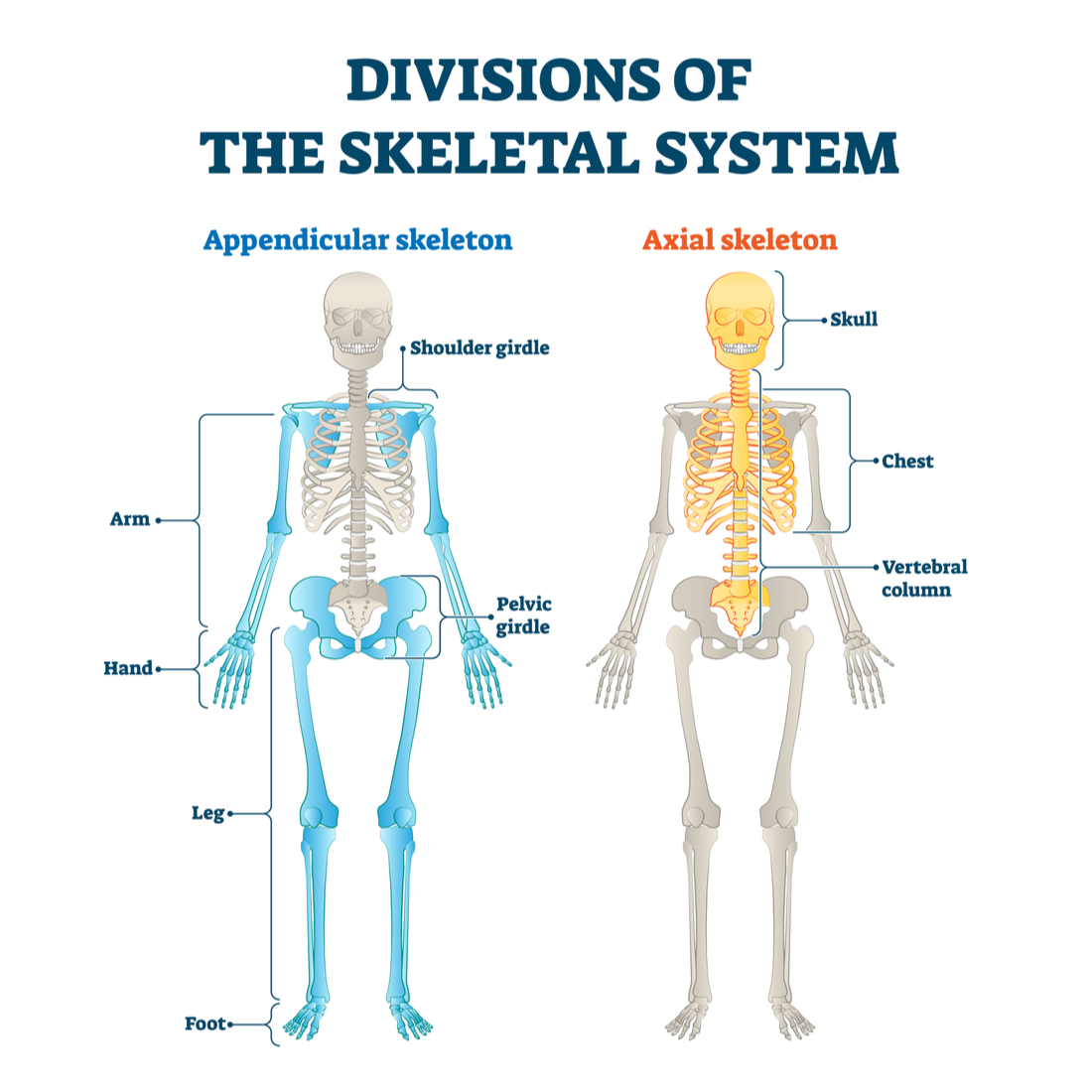 An Introduction To Movement And Skeletal System Of Humans — Lesson ...