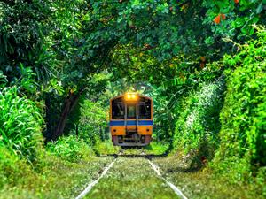 Train in the middle of forest.jpg