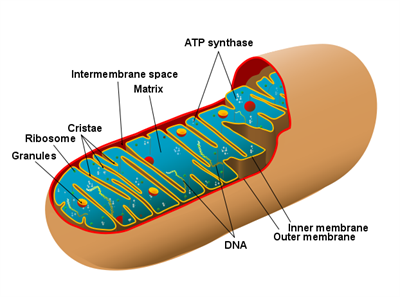 Diagram_of_a_human_mitochondrion.png