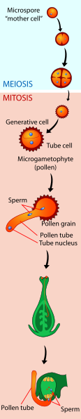 116px-Pollen_Tube.svg.png