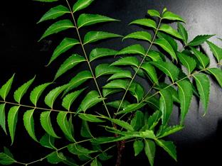 neem-leaves-651913_1280.jpg