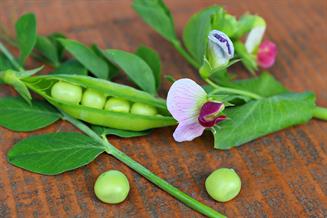 MaxPixel.net-Green-Pod-Pea-Vegetables-Brown-Vegetables-Plant-2469490.jpg