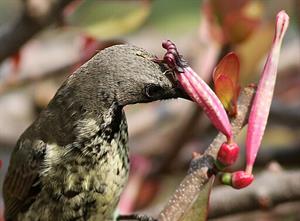 512px-Amethyst_sunbird,_Chalcomitra_amethystina,_female_at_Kloofendal_Nature_Reserve,_Johannesburg,_South_Africa_(21354148246),_crop.jpg