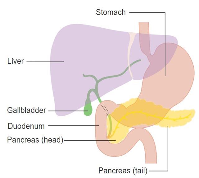 Small intestine, Liver and Pancreas — lesson. Science State Board, Class 9.