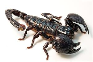 Scorpion.jpg