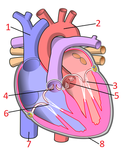 640px-Diagram_of_the_human_heart_(no_labels).svg.png