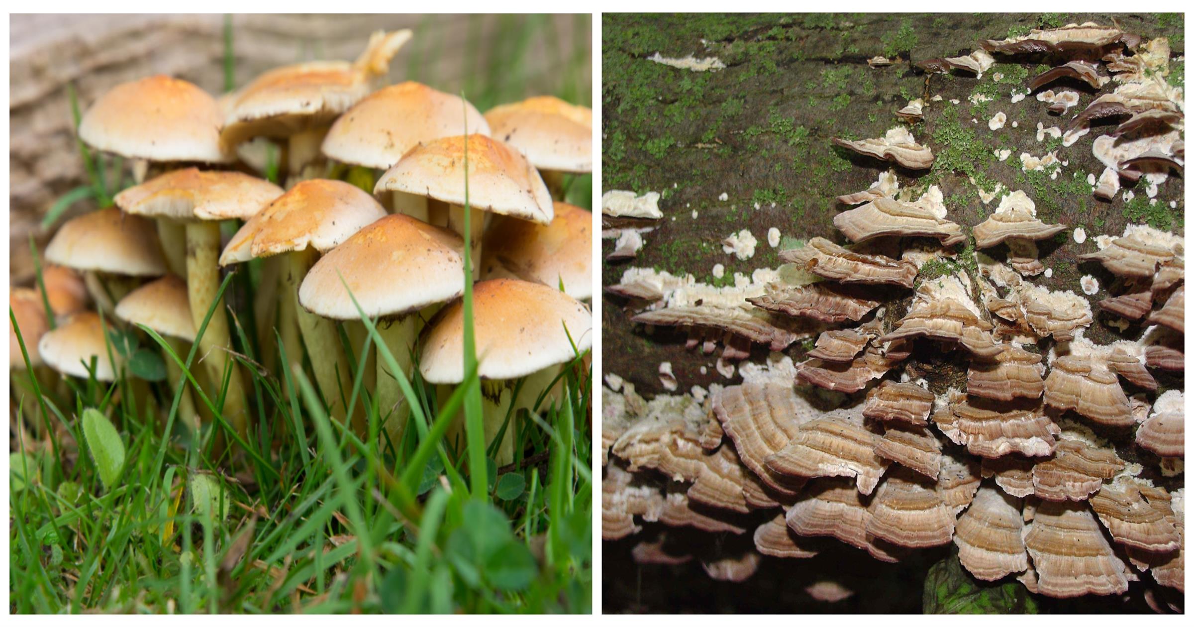 What Are Distinguishing Characteristics Of Fungi