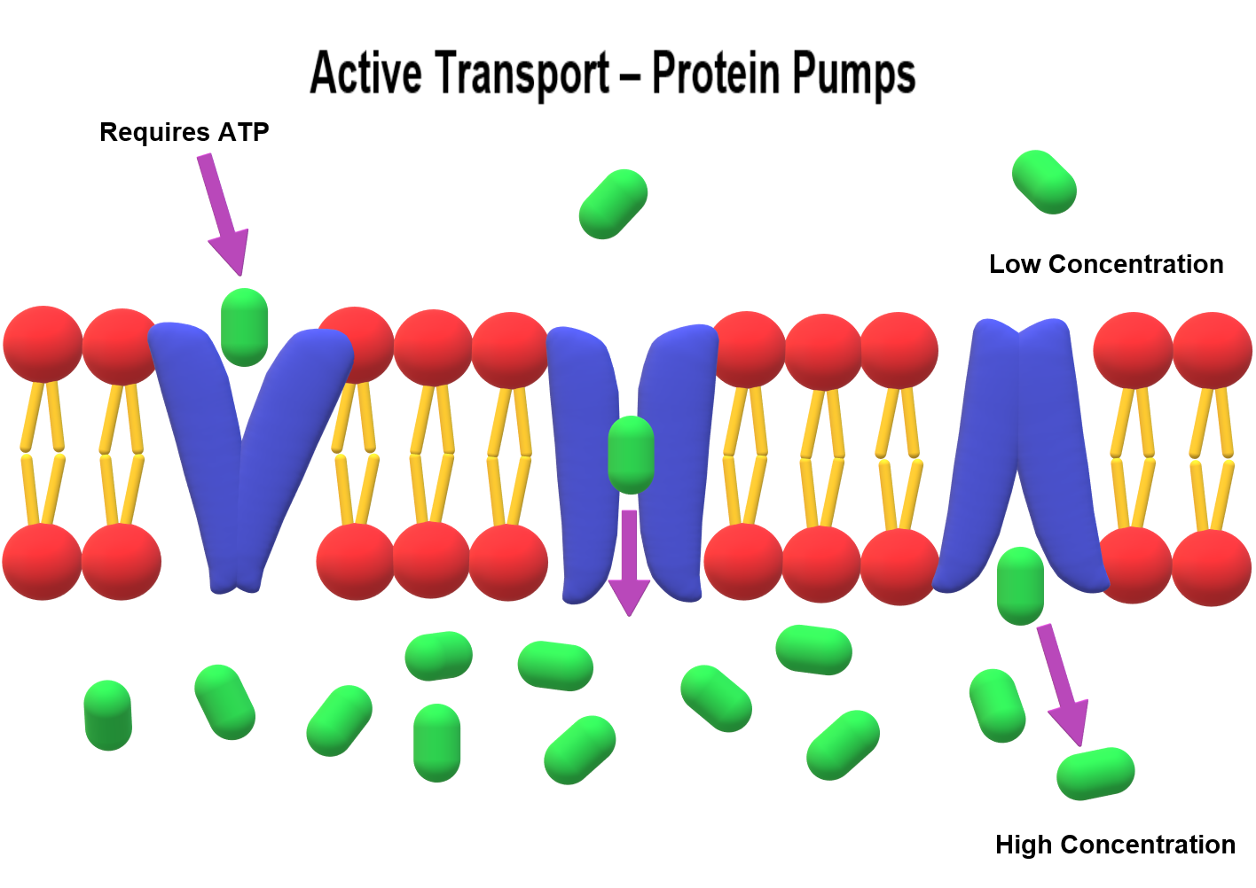 types-of-transport-lesson-science-state-board-class-10