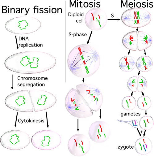 Three_cell_growth_types.png