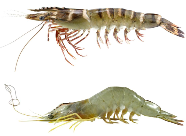 essay on prawn culture