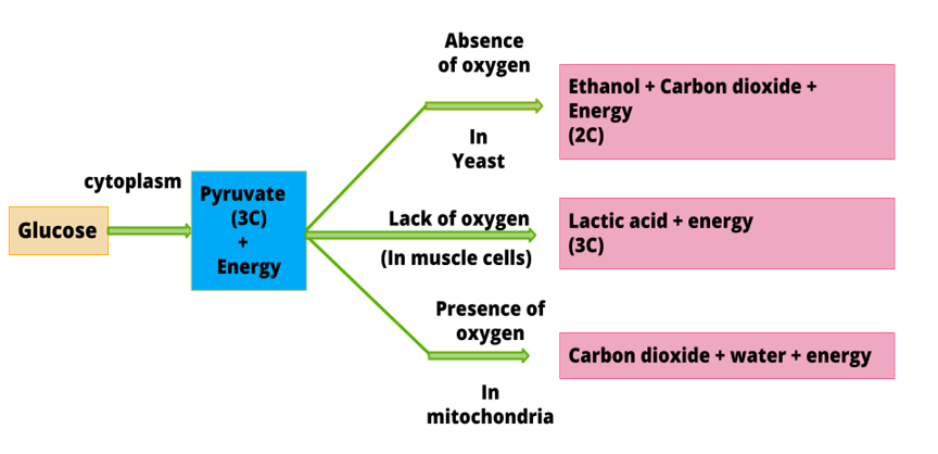 Types Of Respiration — Lesson. Science State Board, Class 10.