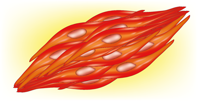 YCIND_220524_3829_smooth muscle tissue.png