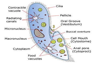 Protozoa and their structure — lesson. Science State Board, Class 8.