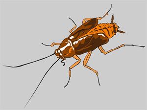 MaxPixel.net-Insect-Cockroaches-Termite-Cockroach-3327949.jpg