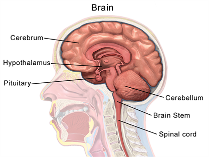 1024px-Brain_Anatomy_(Sagittal).png