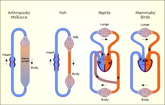 561px-Circulatory_systems_in_the_animal_kingdom.svg.png