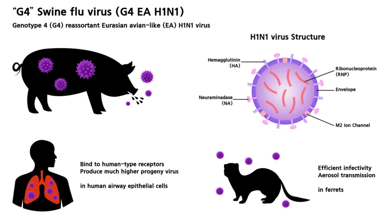 Swine flu — lesson. Science State Board, Class 9.