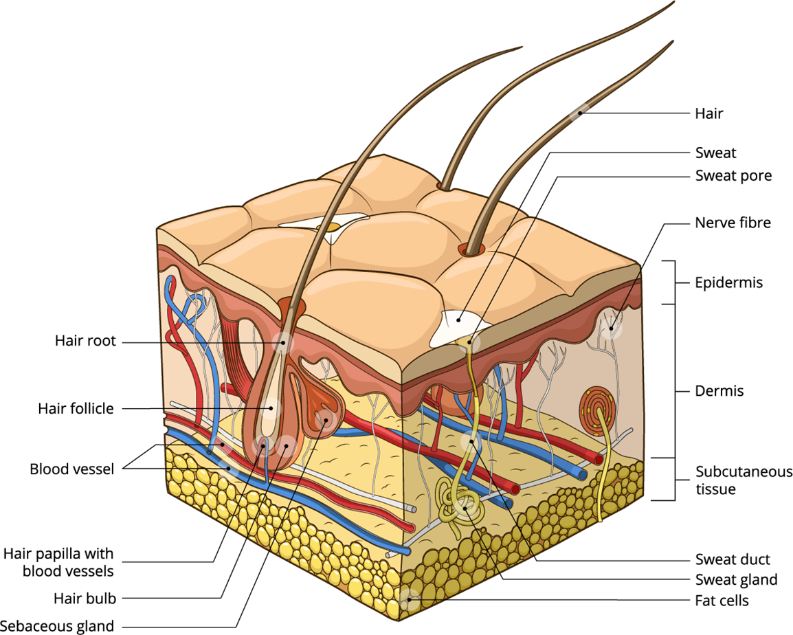 Integument and body cavity — lesson. Science State Board, Class 10.