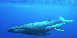 Humpback_whale_with_her_calf.jpg