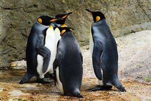 king-penguins-384252_1280.jpg