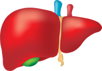 liver-2934612_1920.png