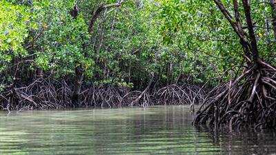 mangroves-5205415_1280.jpg