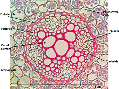 Ranunculus_Root_Cross_Section.png