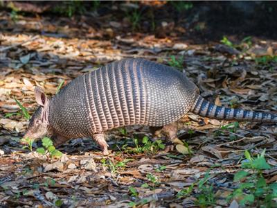 Armadillo -South America - Yaclass.jpg