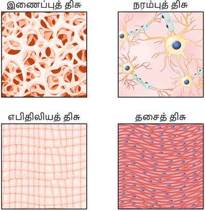 YCIND03062022_3830_Organisation_of_tissues_TM_9th_7.png