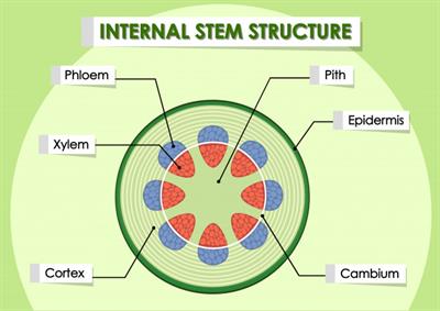 diagram-showing-internal-stem-structure_1308-34117.jpg
