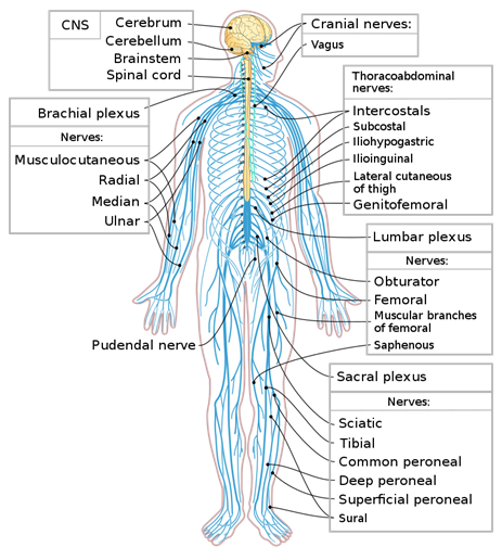 800px-Nervous_system_diagram-en.svg.png